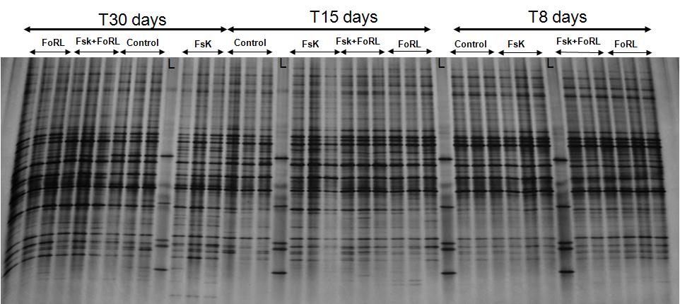 Παράρτηµα ιαλύµατα 5x TBE (Tris Borate EDTA) Buffer 6x loading buffer Tris Base 54gr Γλυκερόλη 5ml Boric Acid 27.5gr Bromophenol blue 1ml 0.5M EDTA (ph 8) 20ml 20x TAE 0.