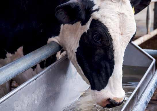 ΚΤΗΝΟΤΡΟΦΙΚΟΣ ΕΞΟΠΛΙΣΜΟΣ Ποτίστρες Οι αγελάδες καταναλώνουν περίπου 20lt νερού ανά λεπτό μετά από κάθε άμελξη, ποσότητα που ισοδυναμεί με το 30% του ημερήσιου συνόλου.