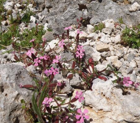 Εικόνα 6. Saponaria aenesia.