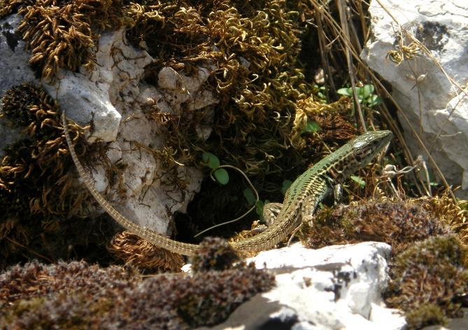 subsp. ionicus (Εικ. 9), Algyroides moreoticus Bibron & Bory, Vipera ammodytes Linnaeus (Οχιά) και θηλαστικά, όπως τα Erinaceus roumanicus Barrett-Hamilton (Σκαντζόχοιρος), Talpa stankovici V.
