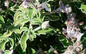 Η salvia officinalis είναι πολυετές φυτό, ιθαγενές της Μεσογείου και της πατρίδας µας.