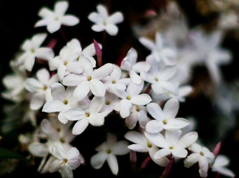 1.19. ΓΙΑΣΕΜΙ Το είδος Jasminum officinale είναι φυλλοβόλο αναρριχώµενο, καταγόµενο από την κεντρική Ασία, που καλλιεργήθηκε στην