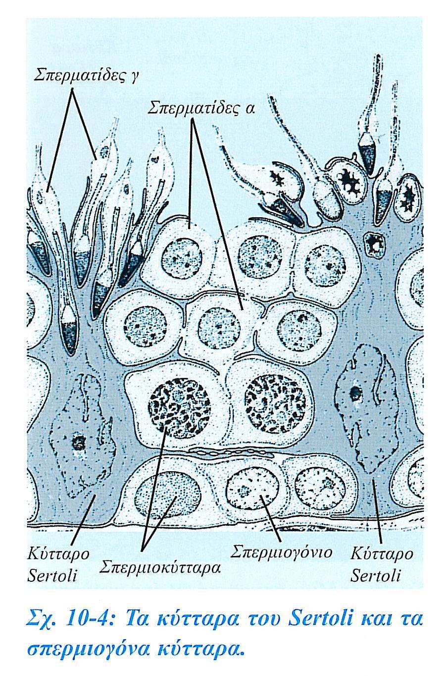 Sertoli μεταξύ σπερμιογόνων κυττάρων. Η βασική επιφάνεια προσφύεται στο βασικό υμένα. Η ελεύθερη εμφανίζει προσεκβολές στα διάκενα των οποίων βρίσκονται οι κεφαλές νεαρών σπερματοζωαρίων.