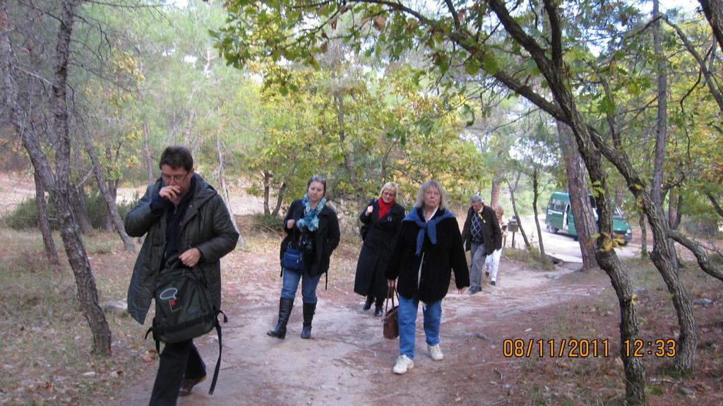 FOREST OF