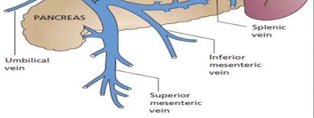 gradient) WHVP (wedge hepatic vein