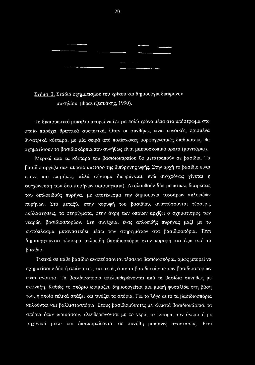 Στην αρχή το βασίδιο είναι στενό και επιμήκες, αλλά σύντομα διευρύνεται, ενώ συγχρόνως γίνεται η συγχώνευση των δύο πυρήνων (καρυογαμία).