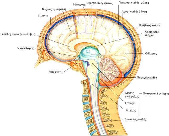 Εικόνα 1. Το κρανίο και τα µέρη του εγκέφαλου ( ιαθέσιµο στο www.brainreport.com) 3.