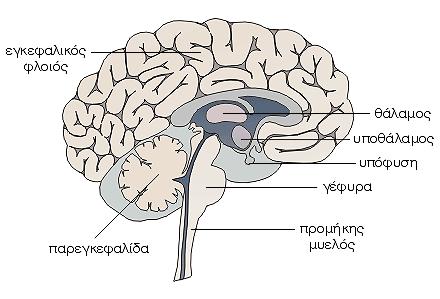 Εικόνα 2. Τα εγκεφαλικά ηµισφαίρια και το εγκεφαλικό στέλεχος ( ιαθέσιµο στο http://www.care.gr/post/62/egkefalos). 3.2.4.