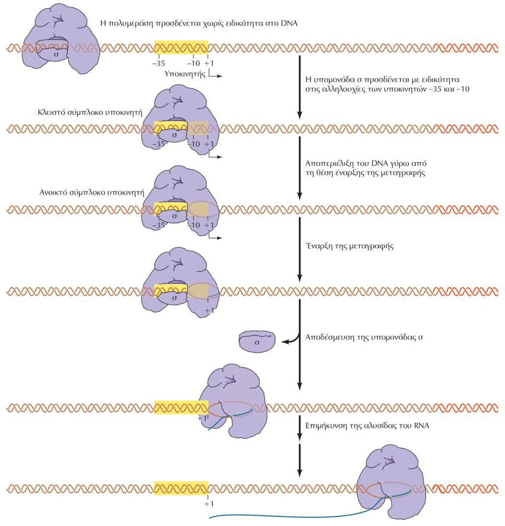 Η μεταγραφή στην E. coli από το DNA στο RNA ΕΙΚΟΝΑ 7.