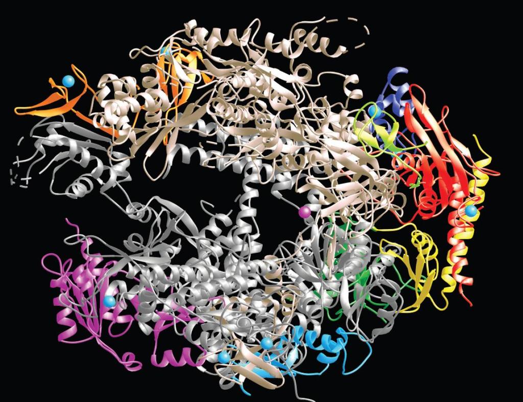 ΕΙΚΟΝΑ 7.10 Δομή της RNA πολυμεράσης ΙΙ του σακχαρομύκητα.
