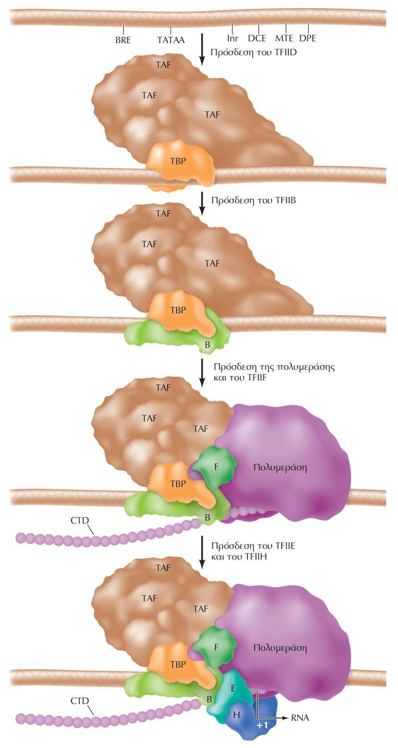 ΕΙΚ. 7.11 Ο σχηματισμός in vitro του προεναρκτήριου συμπλόκου της RNA πολ ΙΙ.