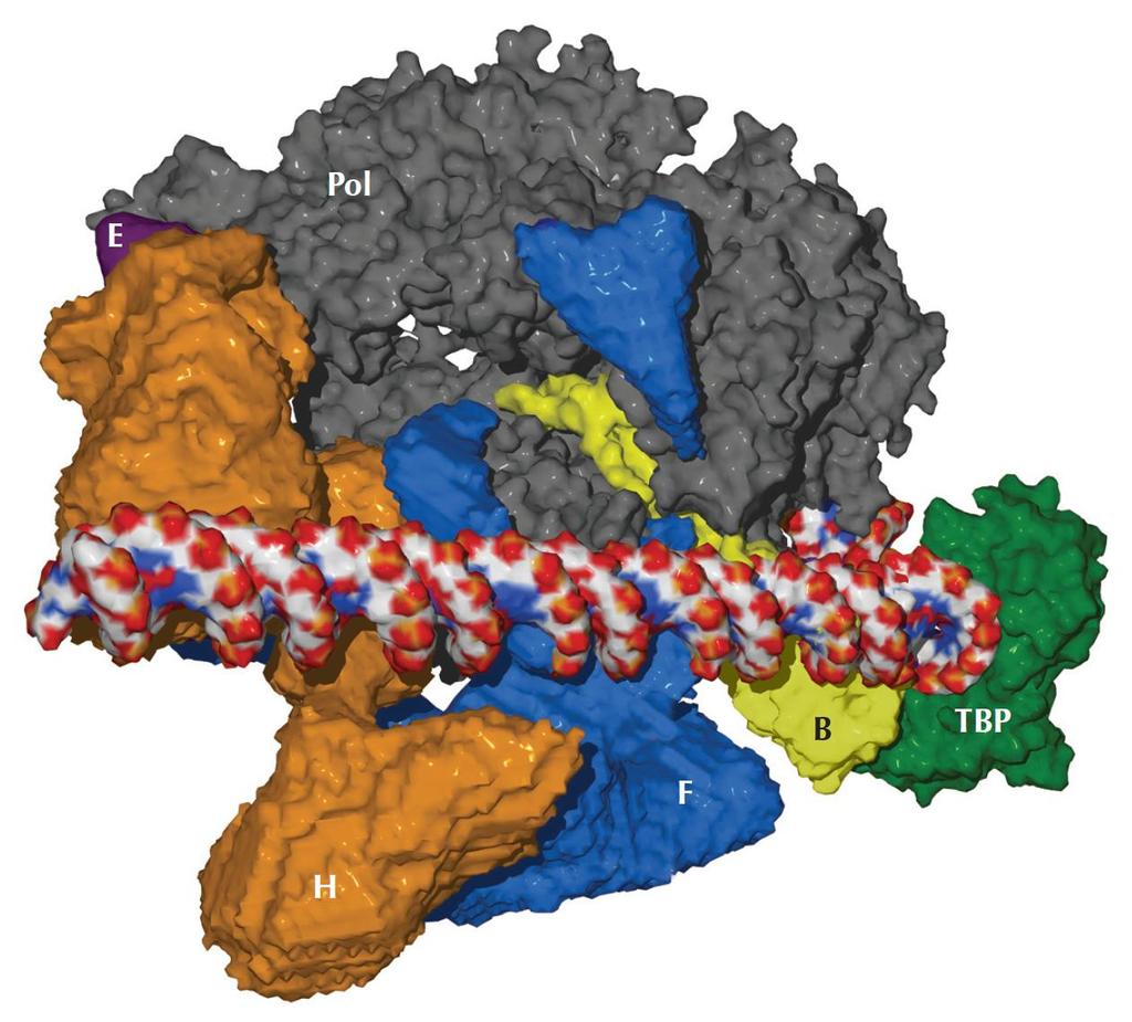 ΕΙΚΟΝΑ 7.12 Μοντέλο του προεναρκτήριου συμπλόκου της RNA πολυμεράσης ΙΙ.