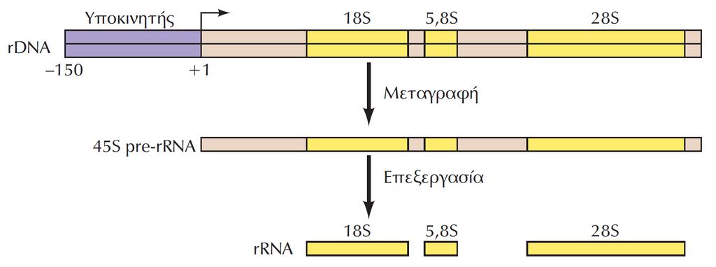 H RNA πολ I μεταγράφει τα γονίδια του ριβοσωμικού RNA ΕΙΚΟΝΑ 7.14 Τα γονίδια του ριβοσωμικού RNA.