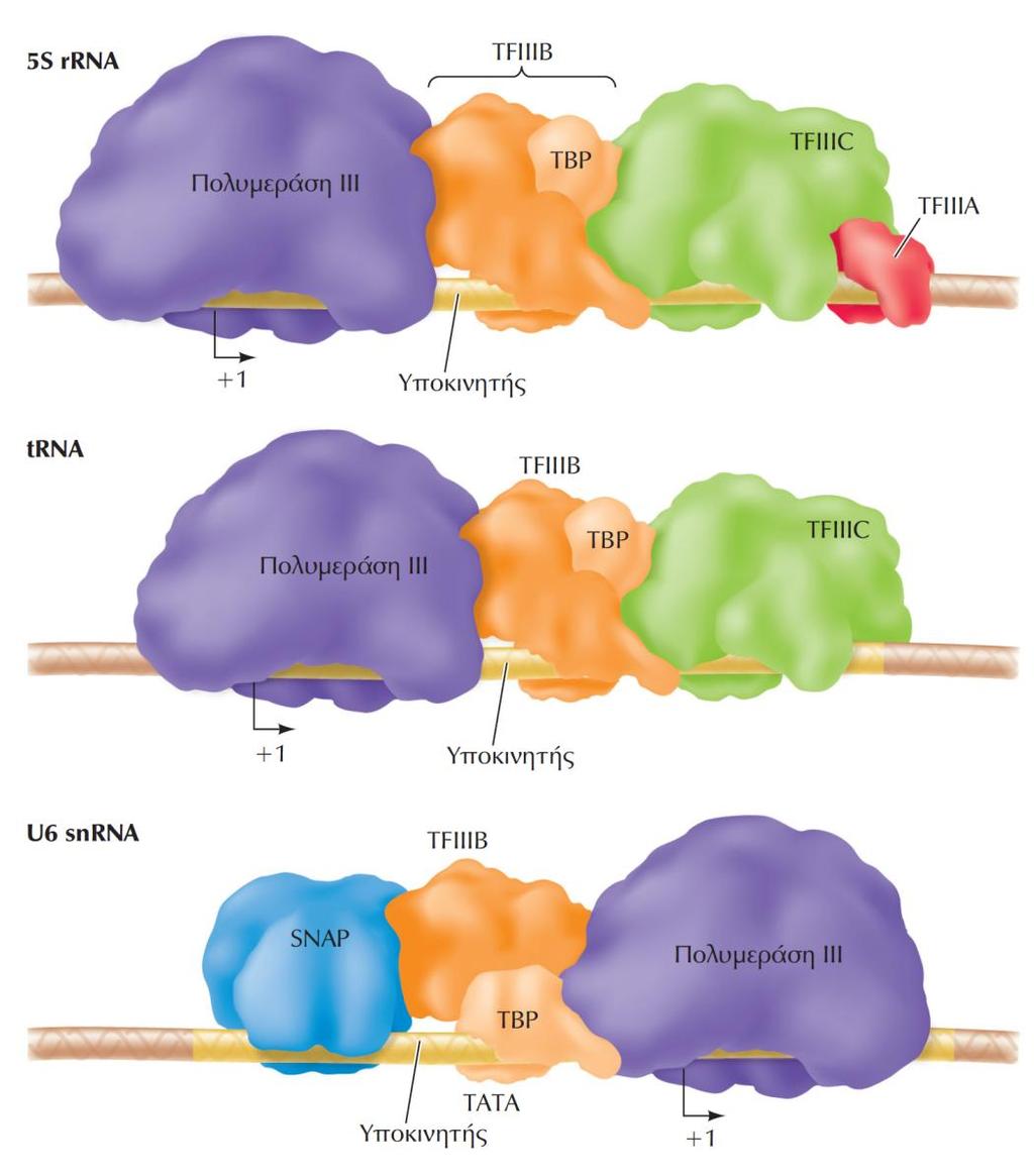 ΕΙΚΟΝΑ 7.16 Η μεταγραφή από την RNA πολυμεράση ΙΙΙ. Υπάρχουν τρεις τύποι υποκινητών που χρησιμοποιούν την RNA πολυμεράση ΙΙΙ.