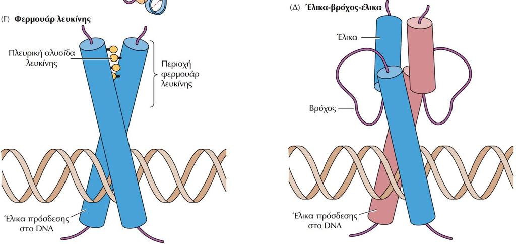 ΕΙΚΟΝΑ 7.28 Παραδείγματα επικρατειών πρόσδεσης στο DNA. (Γ) Η επικράτεια φερμουάρ λευκίνης σχηματίζεται από δύο ανεξάρτητες πολυπεπτιδικές αλυσίδες που συγκροτούν ένα διμερές.