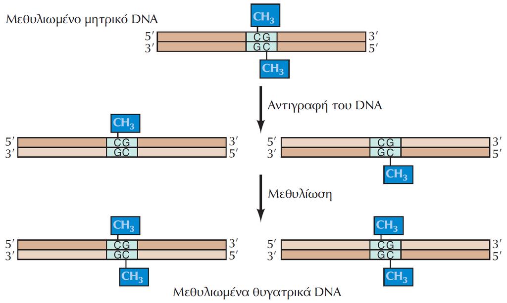 ΕΙΚΟΝΑ 7.41 Διατήρηση του προτύπου μεθυλίωσης. Στο μητρικό DNA είναι μεθυλιωμένοι και οι δύο κλώνοι στις αλληλουχίες CpG.