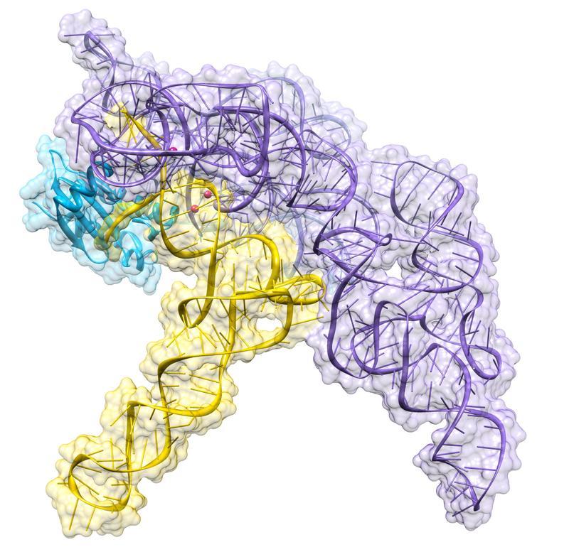 Προκαρυωτική RΝάση Ρ ολοένζυμο σε σύμπλοκο με trna By RNAMacGyver - Own