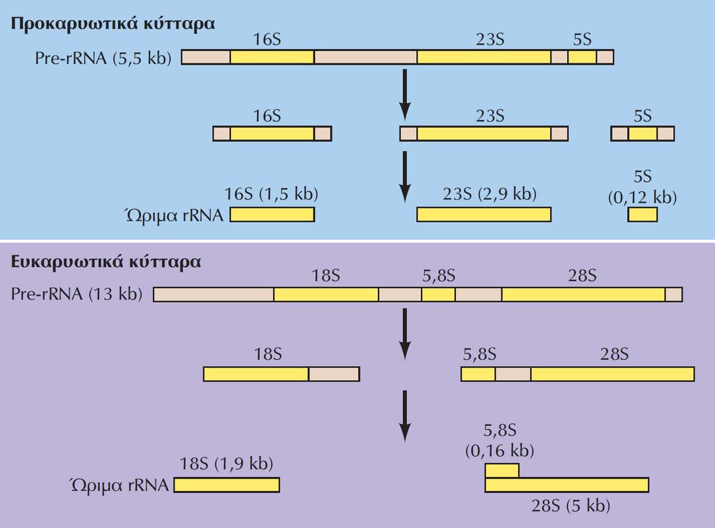 ΕΙΚΟΝΑ 7.43 Η επεξεργασία των ριβοσωμικών RNA. Τα προκαρυωτικά κύτταρα περιέχουν τρεις τύπους rrna: το 16S, το 23S και το 5S. Τα μόρια αυτά σχηματίζονται από την κοπή ενός μεταγράφου pre-rrna.