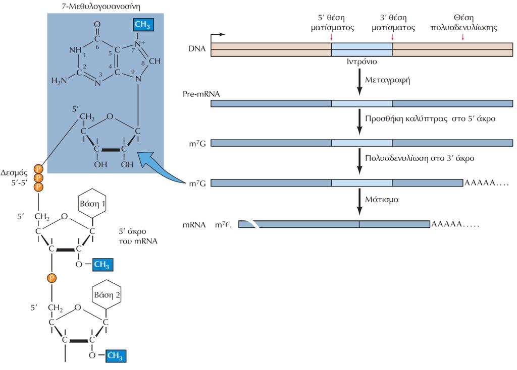 ΕΙΚΟΝΑ 7.45 Η επεξεργασία του ευκαρυωτικού αγγελιαφόρου RNA. Η επεξεργασία του mrna περιλαμβάνει την τροποποίηση του 5 άκρου του μέσω της προσθήκης μιας καλύπτρας 7-μεθυλογουανοσίνης (m7g).