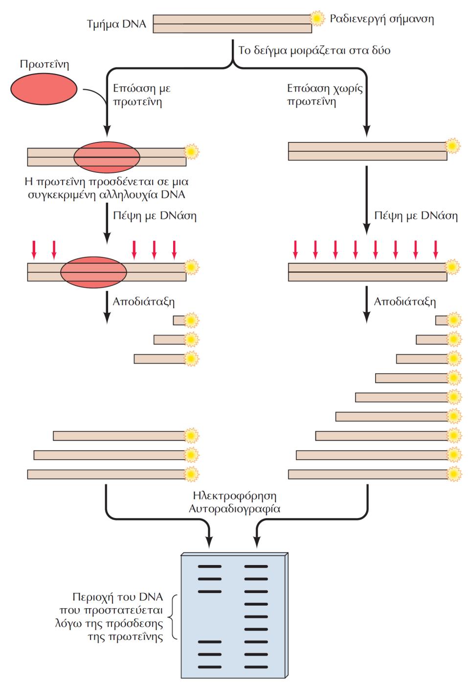 ΕΙΚΟΝΑ 7.3 Ιχνηλάτηση του DNA. Μια αρχική ποσότητα του υπό έλεγχο τμήματος DNA με ραδιοσημασμένο το ένα του άκρο χωρίζεται στα δύο.