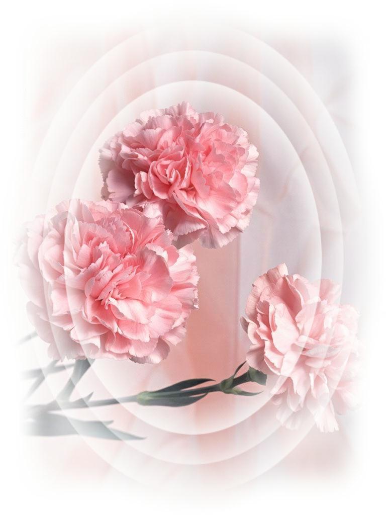 بسم اهلل الرحمن الرحيم أ و ز ع ن أ ن أ ش ك ر نع م ت ك ام ت أ ن ع م ت ع ل و ع ل ى و ا ل ي و أ ن أ ع ل ص ام ح ا ت ر ض ا ه و أ د خ ل ن ب ر ح ت ك ف ع ب اد ك امص ام ح ي اآلية 9 من سورة النمل ر ب احل د هلل