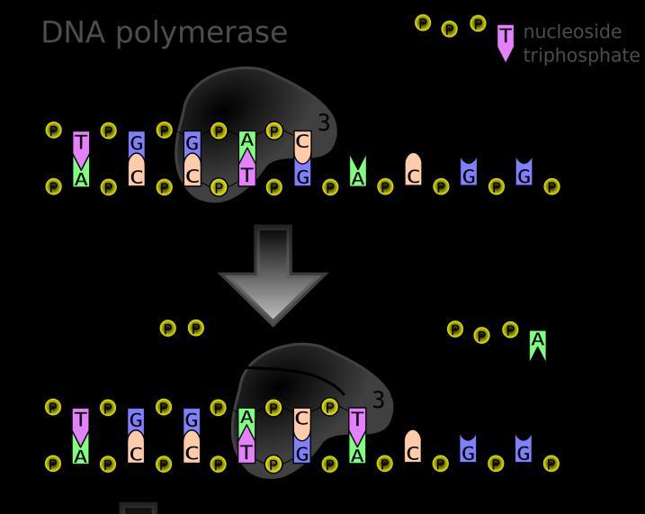 DNA πολυμεράση : Ελέγχει την πιστότητα της αντιγραφής και διορθώνει τα λάθη της