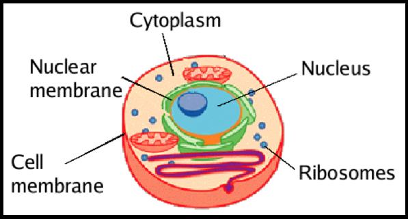 ΚΥΤΤΑΡΟΠΛΑΣΜΑ 17 Το κυτταρόπλασµα και τα οργανύλιά του Το κυτταρόπλασµα είναι γεµάτο από διάσπαρτα µικρά και µεγάλα σωµατίδια και οργανύλια Το διαυγές υγρό