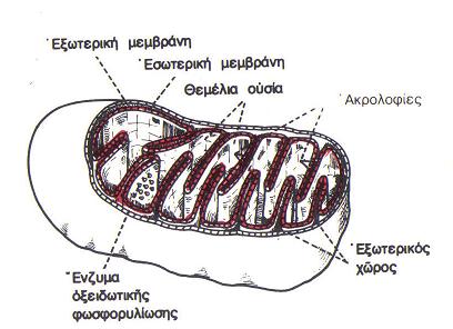 ΜΙΤΟΧΟΝΔΡΙΑ 20 Ο εσωτερικός χώρος του µιτοχονδρίου είναι γεµάτος από µια ζελατινώδη θεµέλια ουσία, που περιέχει ένζυµα για την παραγωγή ενέργειας από τις θρεπτικές ουσίες.