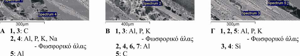 Βλαστός Carex pseudocyperus Οι σημειακές αναλύσεις στο κορμό του Carex pseudocyperus έδειξαν την κυρίαρχη συμμετοχή Ca στα οργανικά τμήματα και των Al-P-K-ούχων φωσφορικών αλάτων σε μεσο- και