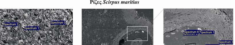 Ρίζες Juncus maritimus Οι σημειακές αναλύσεις στο ριζικό σύστημα του Juncus maritimus έδειξαν την κυρίαρχη εμφάνιση του αλίτη και των Al-ούχων