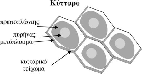 12. ΑΠΟΤΕΛΕΣΜΑΤΑ ΑΝΘΡΑΚΟΠΕΤΡΟΓΡΑΦΙΚΩΝ ΠΡΟΣΔΙΟΡΙΣΜΩΝ 12.1. ΓΕΝΙΚΕΣ ΑΡΧΕΣ ΟΡΓΑΝΙΚΗΣ ΠΕΤΡΟΓΡΑΦΙΑΣ Όπως αναφέρθηκε στο Κεφ 1.