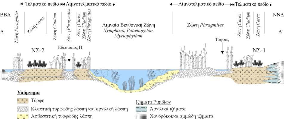 72 Καλαϊτζίδης, Σ., 2007. Εξέλιξη τυρφογένεσης στην Ελλάδα παρατηρείται μείωση στο βαθμό χουμίωσης (hg4-7) στα βάθη 10-12,5 m.