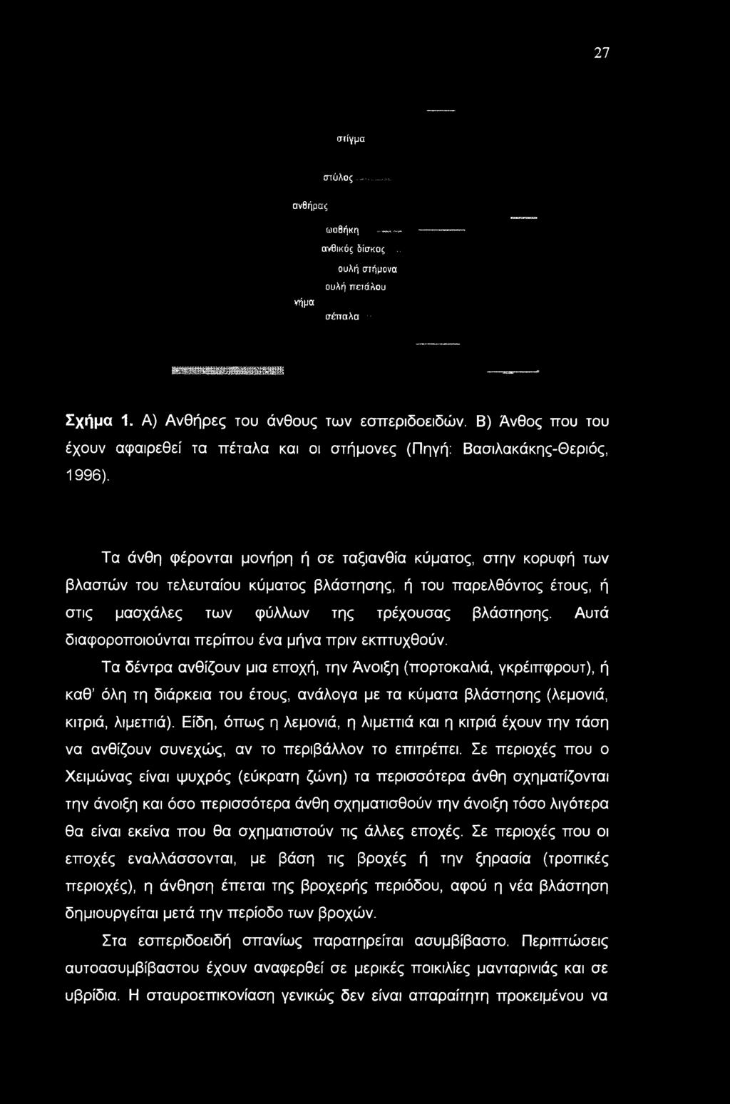 Τα άνθη φέρονται μονήρη ή σε ταξιανθία κύματος, στην κορυφή των βλαστών του τελευταίου κύματος βλάστησης, ή του παρελθόντος έτους, ή στις μασχάλες των φύλλων της τρέχουσας βλάστησης.