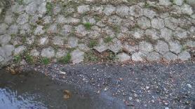 kruni (uočeno i prethodnim pregledima). Najviše uočeno ispod najstarijeg, prvog, dijela gabionskog zida.
