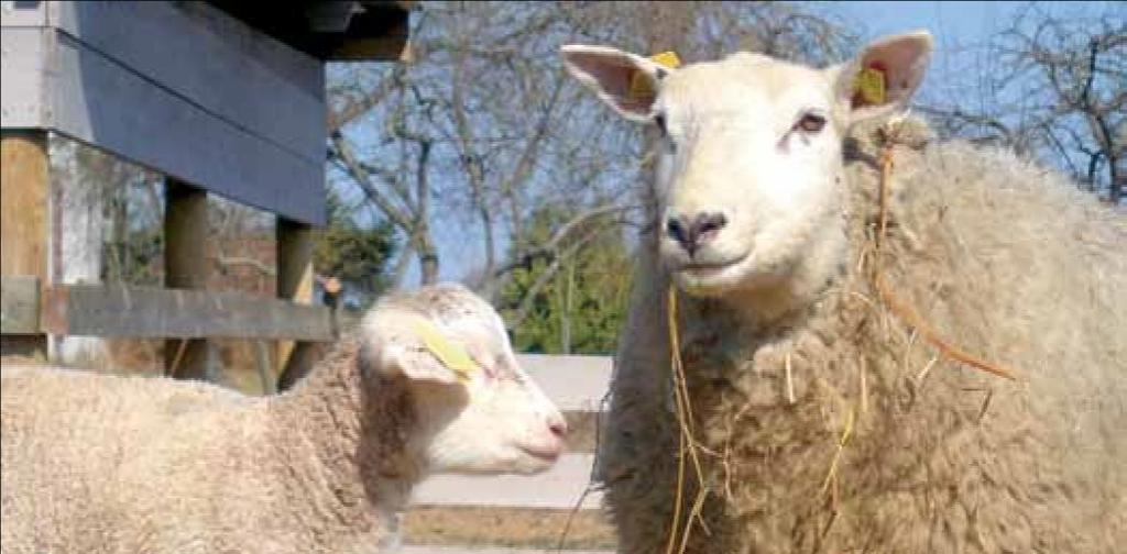 NÕUETELE VASTAVUS 2014 23 KM 6 8 Nõue 3: lammas ja kits peavad olema identifitseeritavad nõuetele vastavalt ja märgistatakse kuue kuu jooksul alates looma sündimise päevast või enne nimetatud tähtaja