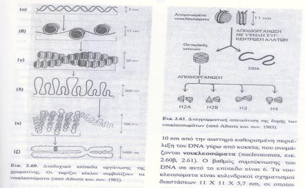 Τα επίπεδα οργάνωσης του χρωμοσώματος: Από τα Ινίδια διαμέτρου 10μ σε περιέλιξη