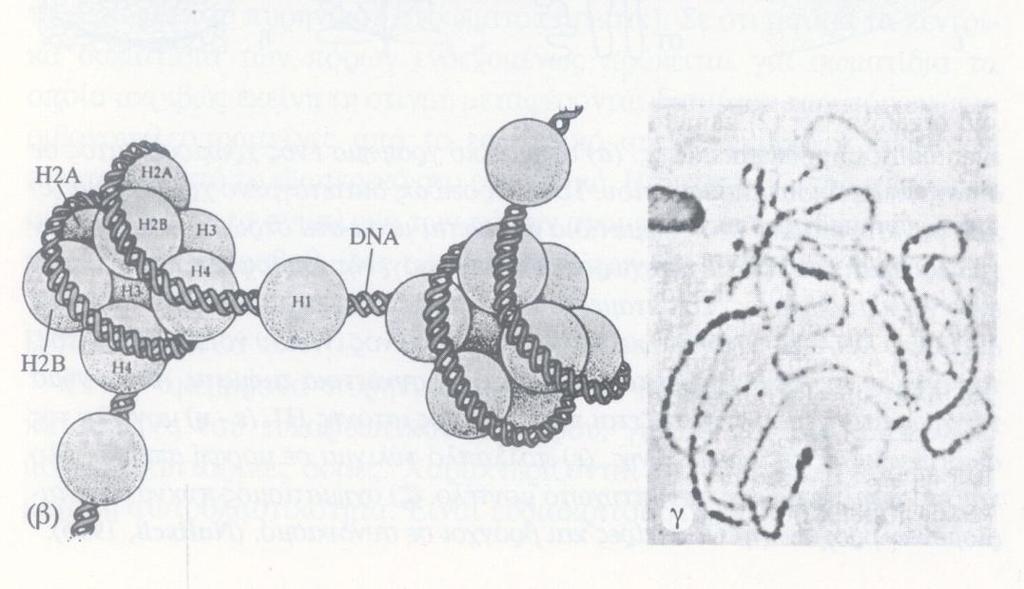 Δομή νουκλεοσωμάτων: το DNA περιελίσσεται γύρω από μια οχτάδα από 4