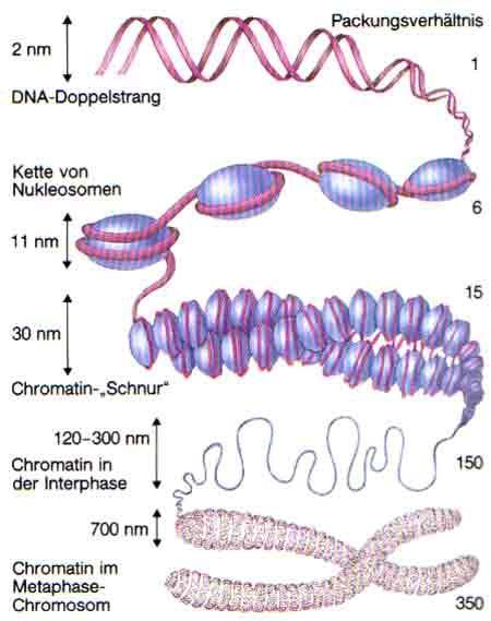 Chromatin