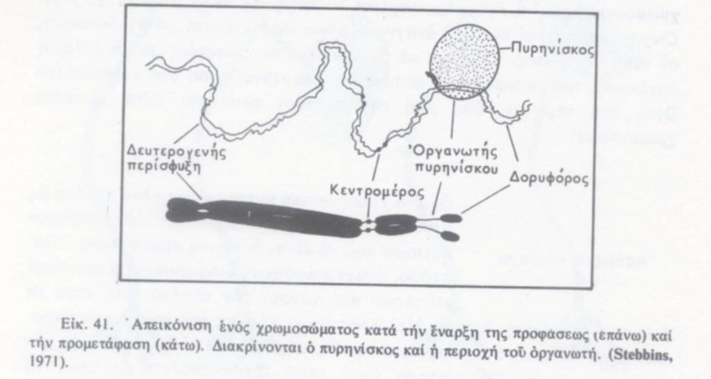 Μορφολογικά