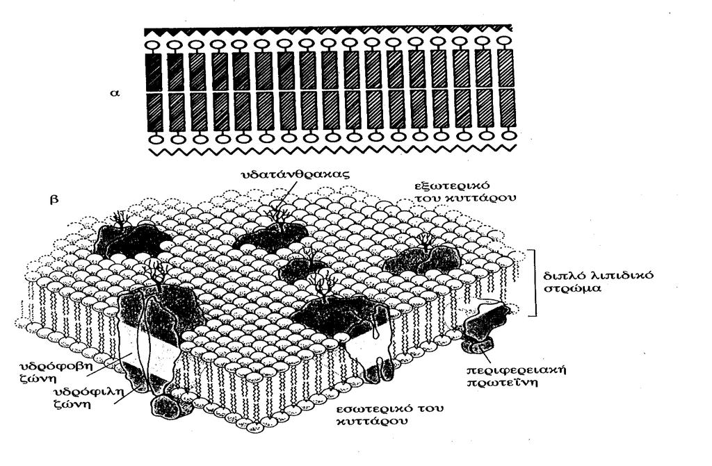 Μοντέλα μεμβράνης ΚΑΘ.