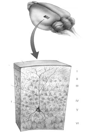 Σχήµα10 Ενισχυτής ΗΕΓ Ηλεκτρόδιο ΗΕΓ στοιβάδες νευράξονας Πυραµιδικό κύτταρο Σύναψη Προσαγωγός ν.