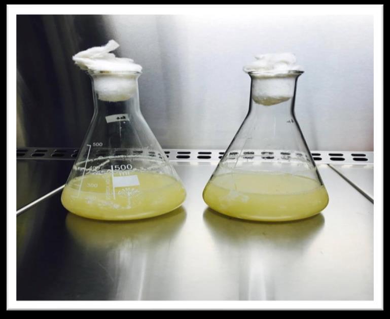 μεταφέρθηκαν σε κωνικές φιάλες 500 ml και έπειτα αποστειρώθηκαν στους 121 ο C για 20 λεπτά.