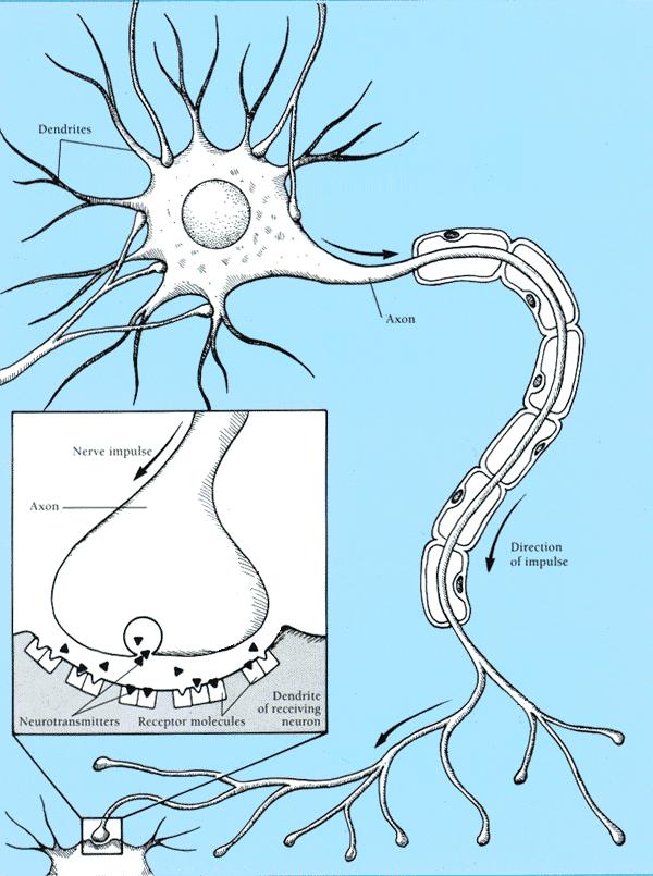 Základné skutočnosti z neurovedy Podrobná schéma neurónu
