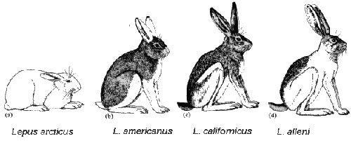 6. Παρακάτω απεικονίζονται τέσσερα είδη λαγών κατά σειρά, ξεκινώντας από το L. arcticus, στους πόλους (αρκτική) και προχωρώντας σε πιο εύκρατες περιοχές, μέχρι την έρημο όπου ζει ο L. alleni. α. Συγκρίνετε το L.
