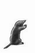 Unit : The weasel and
