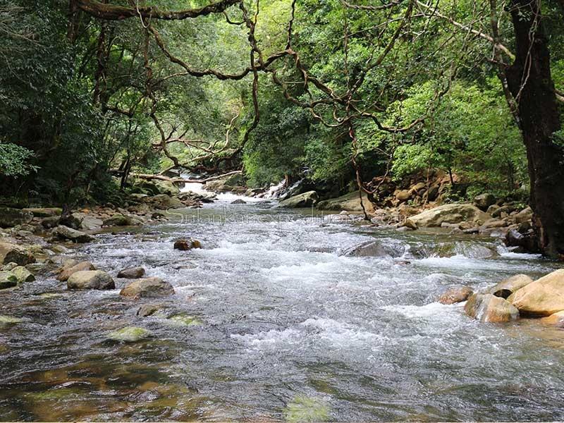 4η μέρα 08/04 Τρινκομάλε Meemure Πρωινό από μπουφέ στο εστιατόριο του ξενοδοχείου. Νωρίς το πρωί θα αναχωρήσουμε για το Palegama όπου θα πεζοπορίσουμε μέσα από πανέμορφο καταπράσινο μονοπάτι.