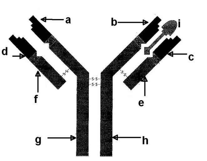 60. ADN-helicaza intervine în: 1. arhitectura cromozomului bacterian 2. funcția autocatalitică a ADN-ului 3. desprinderea histonelor de pe helix 4.