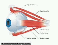Људско око: Наше очи су орган дизајниран да детектује видљиву светлост.