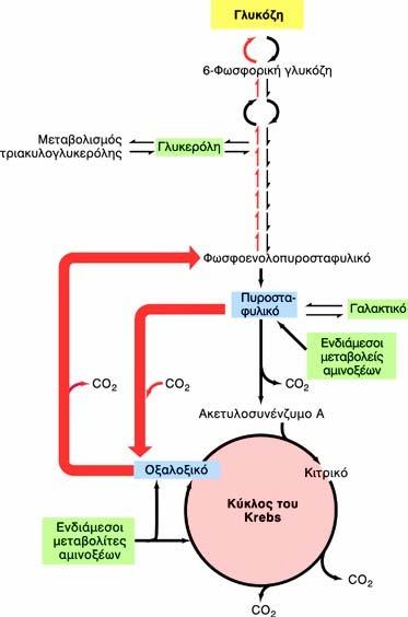 Ο ΜΕΤΑΒΟΛΙΣΜΟΣ ΤΗΣ ΓΛΥΚΟΖΗΣ