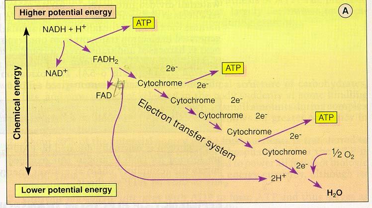 Αναπνευστική αλυσίδα Μεταφορά e - από το NADH και FADH2 στο Ο2 Οξειδωτική φωσφορυλίωση